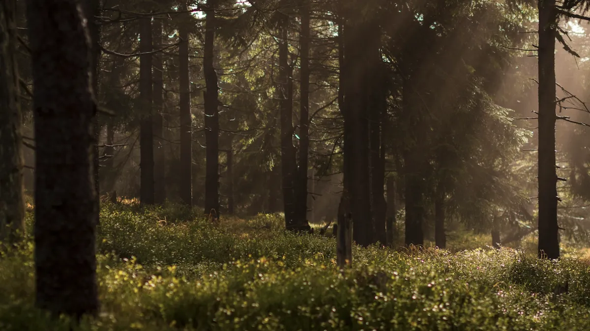 Cueillette sauvage en forêt